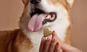 Want to save money on dental care for your fur kids? 1