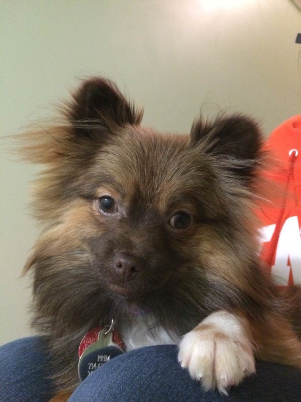 About Zen Paws Pet Sitting, Inc