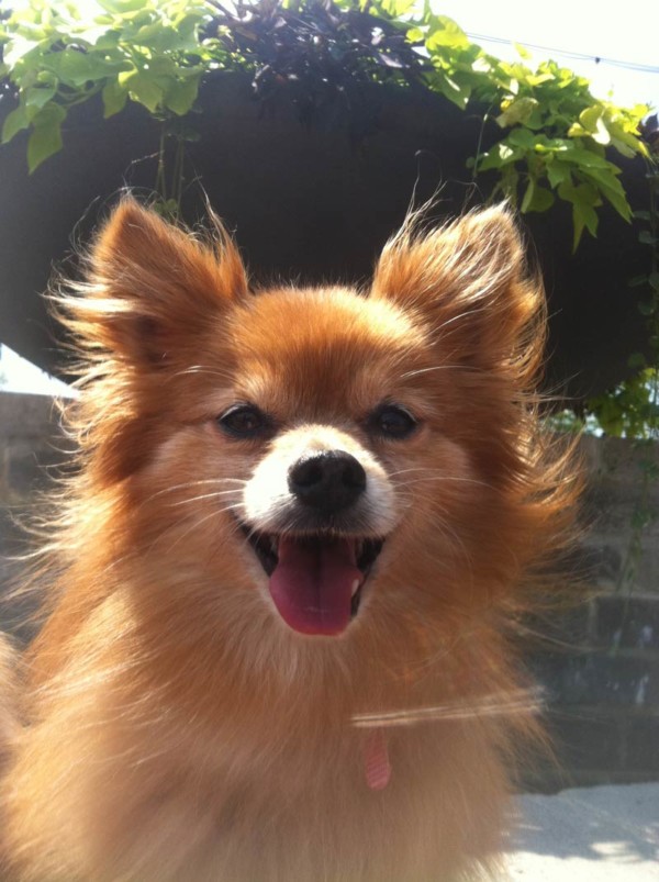 About Zen Paws Pet Sitting, Inc