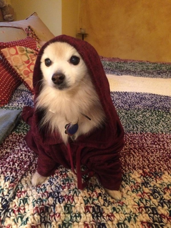 About Zen Paws Pet Sitting, Inc