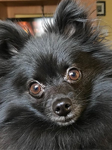 About Zen Paws Pet Sitting, Inc